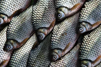 Огромна дупка погълна над 25 тона риба в Китай