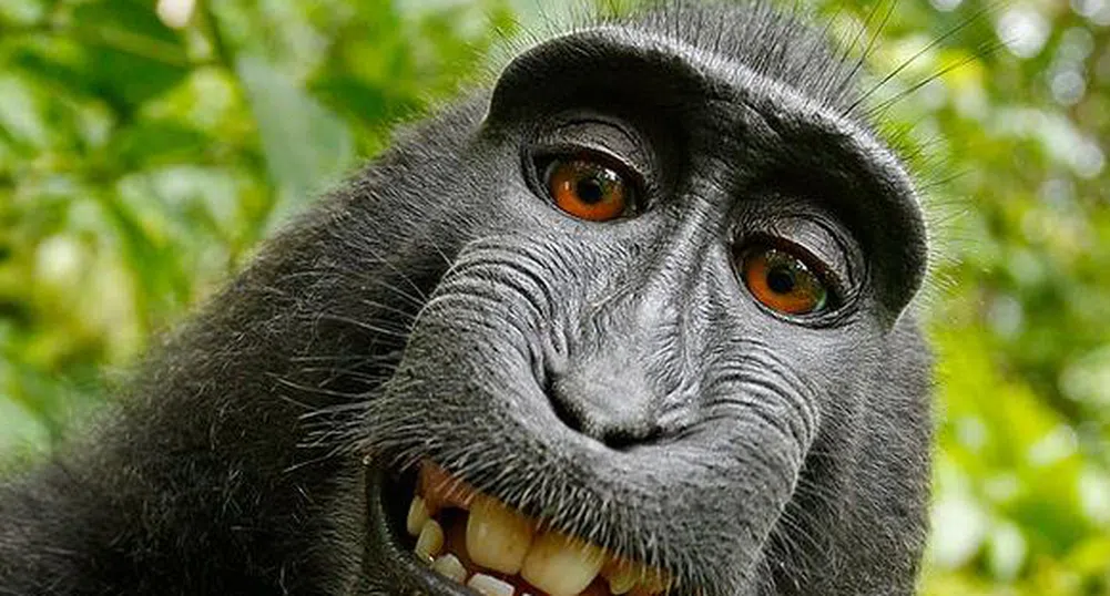 Селфи на маймуна на път да доведе до съдебен спор