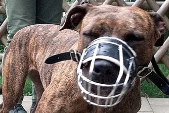 Топ 9 на животните, които убиват най-много хора