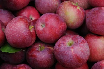 Некачествена и ябълковата реколта
