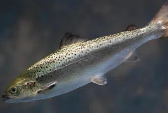 В САЩ одобриха отглеждането и продажбата на ГМО сьомга