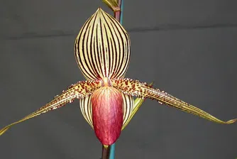 Букет с 1 цвете за 5 000 долара?