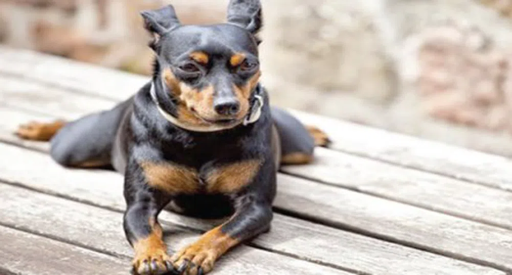 Куче спечели 1 млн. долара на собственика си