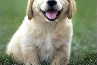 Домашните любимци ни правят по-здрави