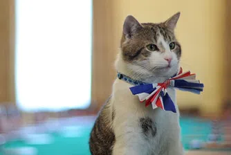 Котаракът на Дейвид Камерън - ленив като господаря си?