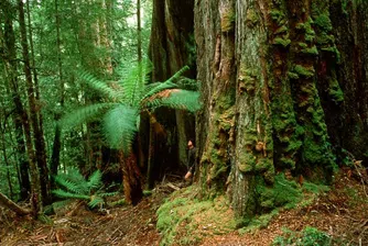 Похитители на растения? Има и такива