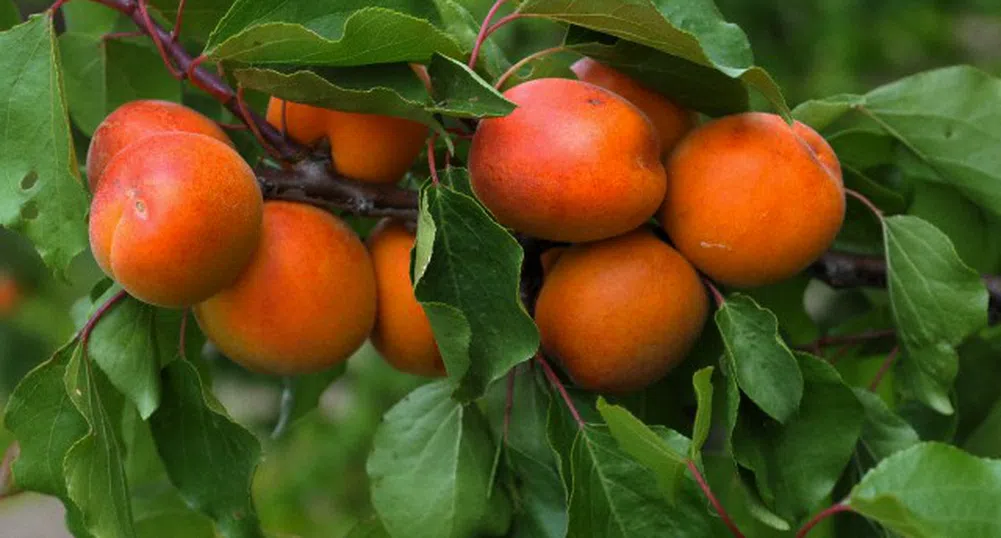 Поевтиняват прасковите и кайсиите