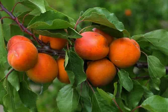 Поевтиняват прасковите и кайсиите