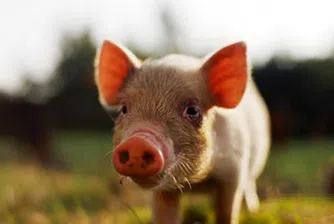 Аквапарк за... прасета