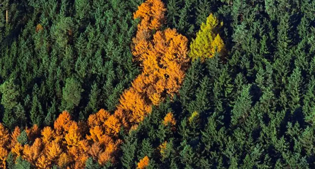 Sofia Faces Hefty EU Sanctions over Woodland Swaps