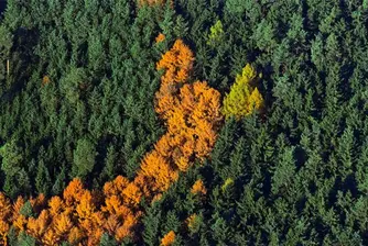 Sofia Faces Hefty EU Sanctions over Woodland Swaps