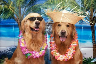 Ваканция за кучето за 73 000 долара?