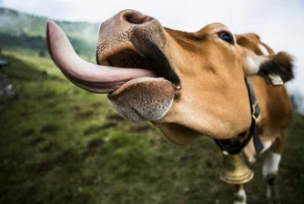 Кравар е най-големият жалбоподател в държавата