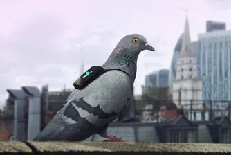 Лондон следи нивото на замърсяване на въздуха с гълъби