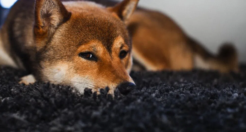 Човек ухапа куче