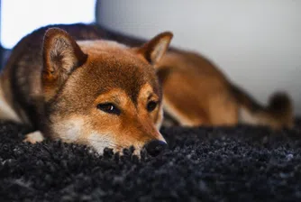 Човек ухапа куче