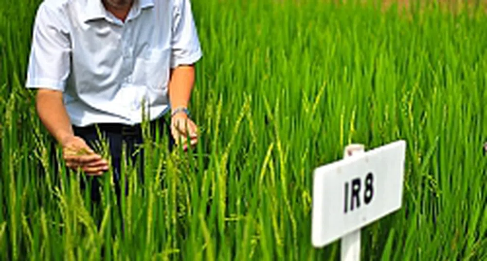 Китай създава супер ориз