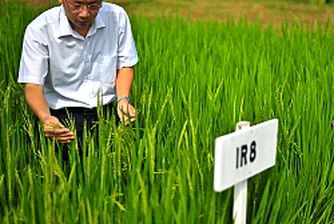 Китай създава супер ориз