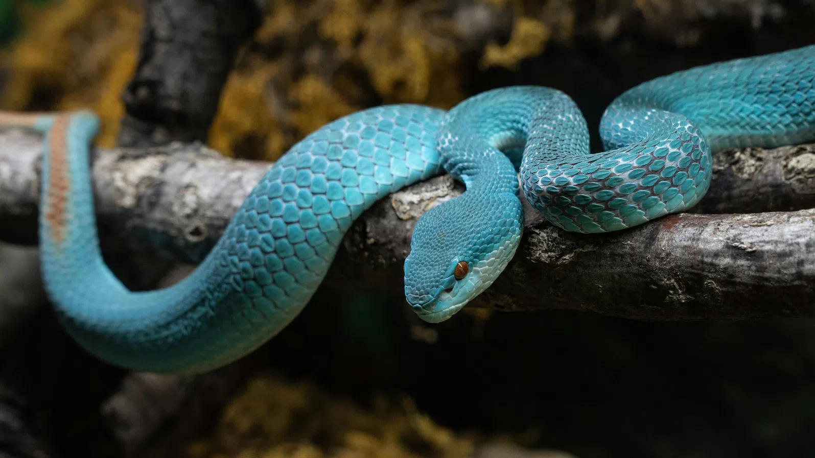 Усойница, летяща змия и гекони са сред новите видове, открити в пещерите на Камбоджа