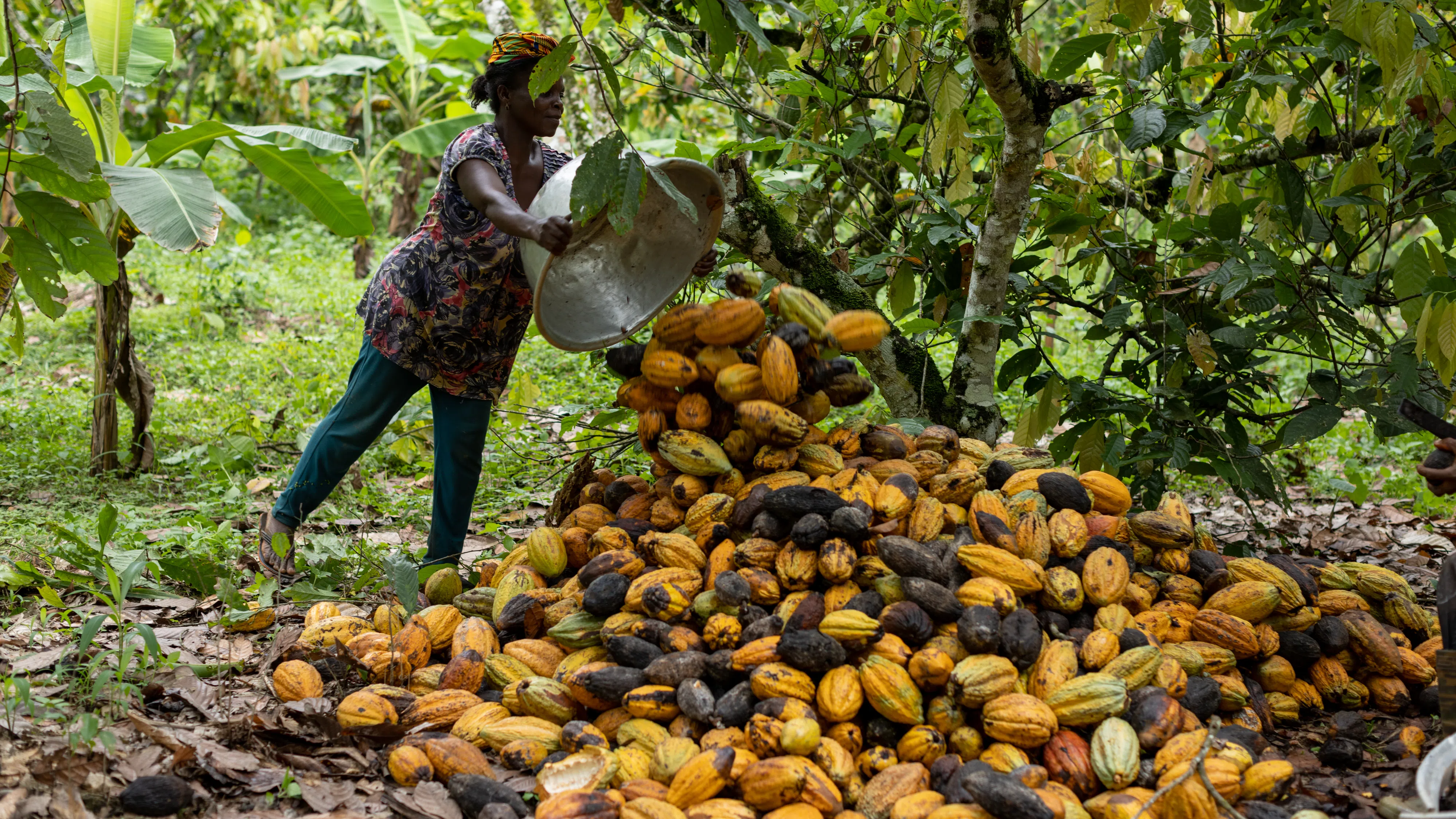 Oxfam: Семействата Марс и Фереро вече са по-богати от двете най-големи страни производителки на какао