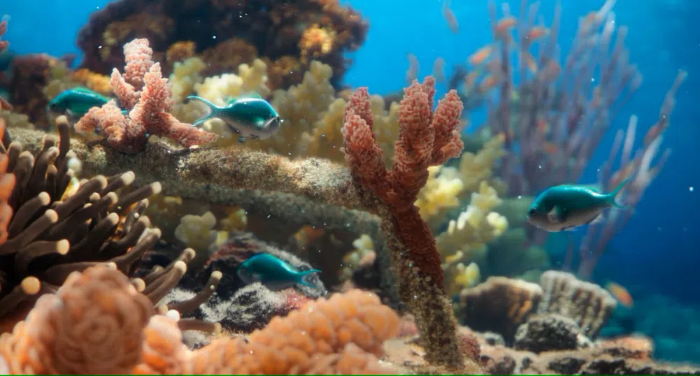 От консерва с котешка храна до екологична кауза: Как Sheba възстановява кораловите рифове