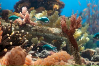 Историята в Reef Builders проследява възстановяването на едни от най-застрашените екосистеми на планетата и силата на сътрудничеството между науката и местните общности
