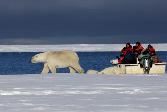 Гладни мечки помагат на малко село в Аляска да съживи туризма си