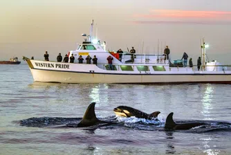 Агресия или игра: Защо косатките нападат яхти?