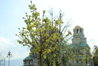 Започва почистване около столичните храмове