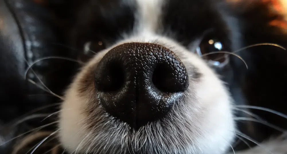 На летището в Хелзинки ще използват кучета, които надушват коронавируса