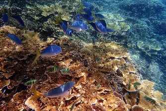 ЮНЕСКО и Австралия в спор за Големия бариерен риф