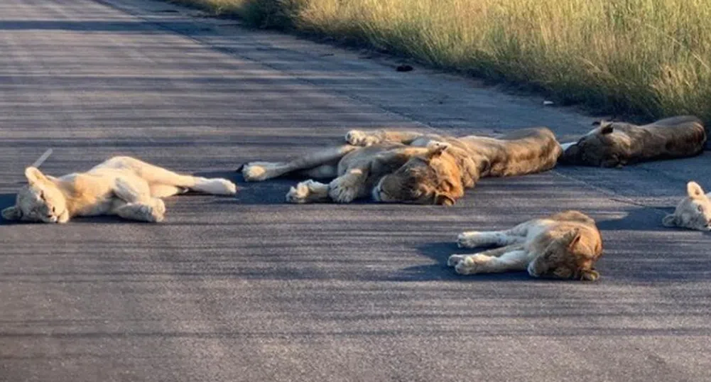 В Африка лъвовете вече се излежават по пътищата