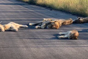 В Африка лъвовете вече се излежават по пътищата