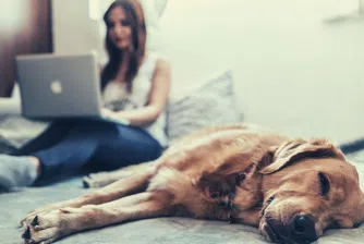 Работодатели губят търпение заради празните бюра в офиса