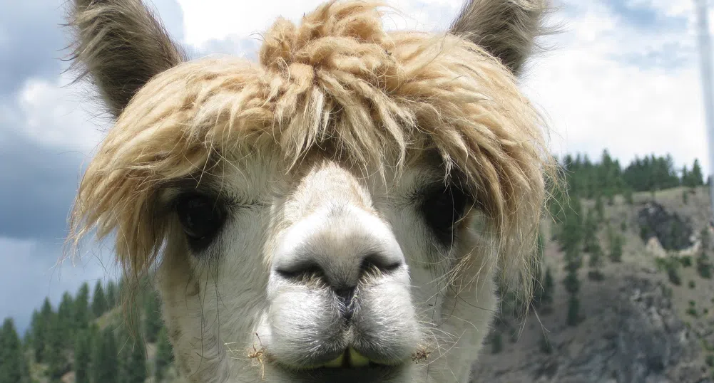 Белгийската лама Уинтър може да спаси човечеството от COVID-19