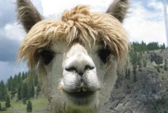 Белгийската лама Уинтър може да спаси човечеството от COVID-19