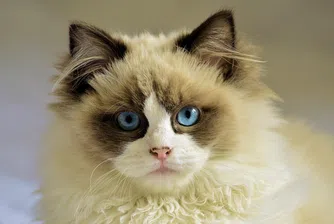 Удивителни макроснимки на животински очи (снимки)