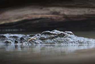 Отново крокодил в река в Германия, затвориха велоалеите покрай нея