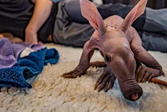 Очарователен южноафрикански мравояд се роди в британски зоопарк (видео)