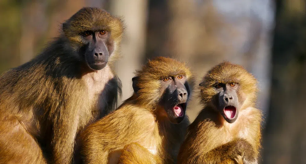 Павиан избяга от вазектомия заедно с двете си жени