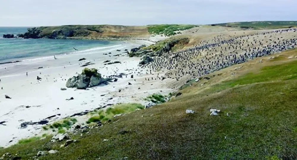 Продават остров с 5 вида пингвини, 42 вида птици и хиляди овце