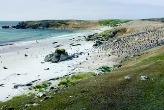 Продават остров с 5 вида пингвини, 42 вида птици и хиляди овце