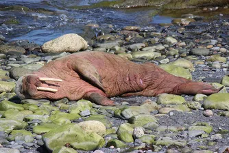 Морж заспа върху айсберг в Арктика и се събуди в Ирландия (видео)