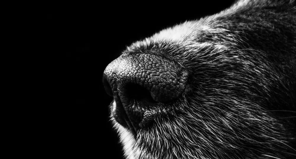 Кучетата могат да "надушват" топлината