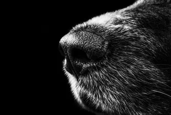 Кучетата могат да "надушват" топлината