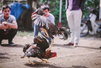 Полицай беше убит от птица по време на нелегален бой с петли