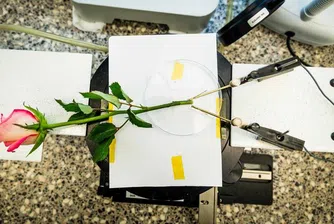 Шведи превърнаха красива роза в батерия