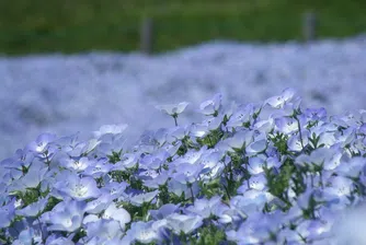 Невероятното синьо море от цветя в Hitachi Seaside Park (снимки)