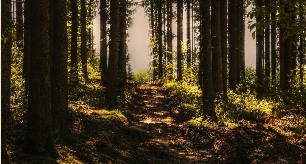 Държавата е изкупила близо 1800 декара частни гори през 2020 г.