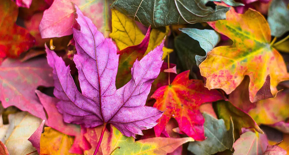 Идва циганско лято. Кога?